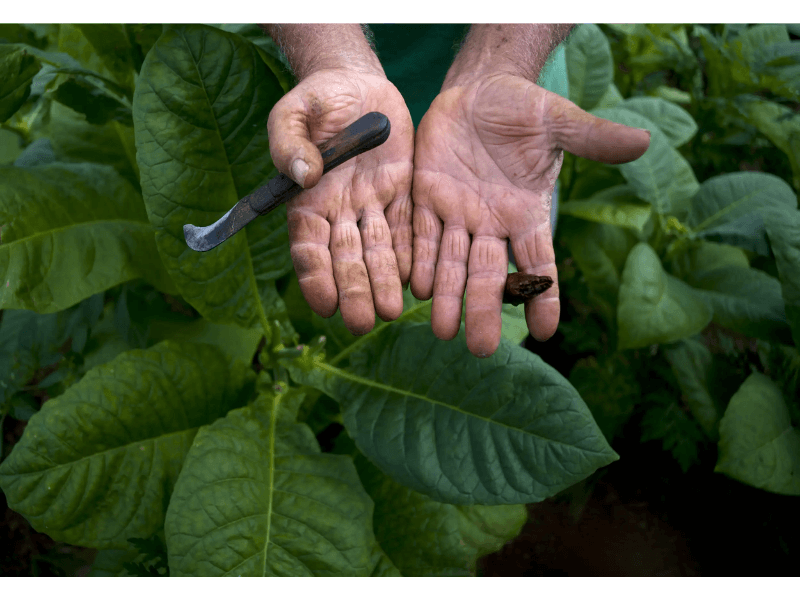 Việc hái từng lá bằng tay giúp tránh làm hư hại lá, đảm bảo lá thuốc nguyên vẹn và không bị dập nát